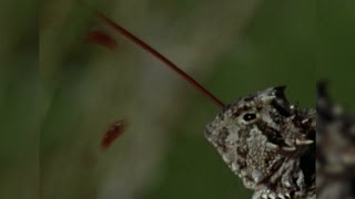 The Horned Lizards Bloody Defense [upl. by Delmor]