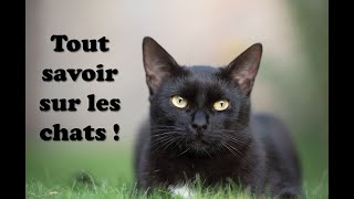 Tout savoir sur les chats 🐱 [upl. by Lertnahs]