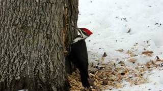 Pileated Woodpecker in Action [upl. by Kinimod303]