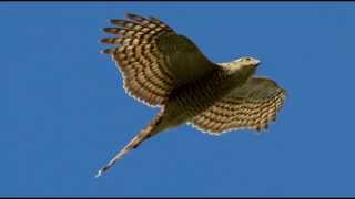 Sparrowhawk Bird Call Bird Song [upl. by Lleinad911]