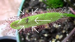 How To Control Fungus Gnats The Fun Way  This Plant Eats Fungus Gnats [upl. by Adnwahsar]