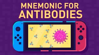 Antibodies  Immunoglobulins Structure amp Function  Part 1 [upl. by Sisile]