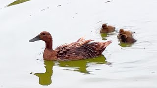 The Secret to Hatching Ducklings Naturally [upl. by Coulombe839]