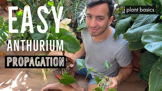 How to propagate Anthuriums in water [upl. by Nanete223]