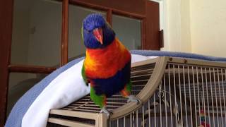 Best talking Parrot Rainbow lorikeet [upl. by Idelson]