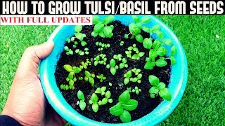 How To Grow TulsiHoly Basil From Seeds With Updates [upl. by Kenway221]