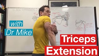 Triceps Workout  Functional Anatomy [upl. by Schwing]