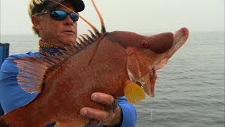 Hogfish Fishing Offshore Tampa Bay Florida and Gag Grouper [upl. by Hu]