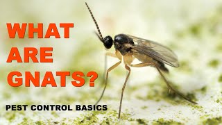 Pest Control Basics What Are Gnats [upl. by Yevi254]