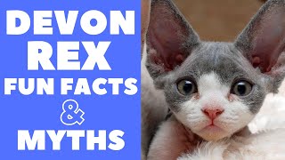 Devon Rex Cats 101  Fun Facts amp Myths [upl. by Aiym28]