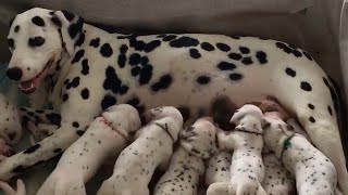 RealLife 101 Dalmatians Record Litter [upl. by Ahsai194]