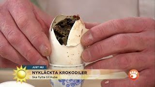 Här kläcks krokodiler i direktsändning  Nyhetsmorgon TV4 [upl. by Hercule837]