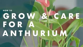 How To Look After An Anthurium [upl. by Modesta270]