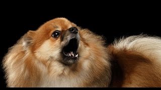 POMERANIAN BARKING  POMERANIAN HOWLING AND BARKING COMPILATION 2016 [upl. by Iot]