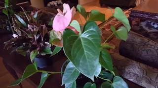 How to take care of an Anthurium Plant  Donna Joshi [upl. by Jary]