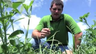 Boosting Alfalfa Yield with Teffgrass [upl. by Sheeb]