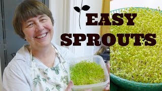 How to Sprout Sprouts Sprouting Made EASY [upl. by Nallij]