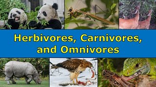 Herbivores Carnivores and Omnivores Overview [upl. by Hedberg]