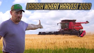 2020 LaRosh Wheat Harvest [upl. by Tezile902]