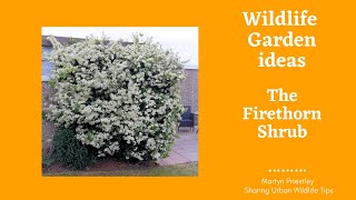 Gardening for wildlife FirethornPyracantha hedging or upright shrub [upl. by Eatnohs]