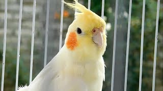 Best Talking Cockatiel [upl. by Alber]