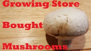 Growing Store Bought Mushrooms [upl. by Nhaj]