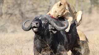 3 Lions Bring Down Buffalo In Epic Battle Not For Sensitive Viewers [upl. by Nylave]