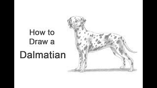 How to Draw a Dog Dalmatian [upl. by Alvin]