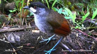 Jocotoco Antpitta Call [upl. by Keeley]