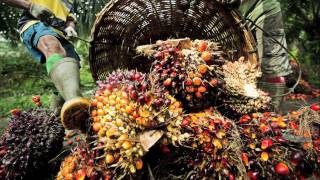 Sustainable Palm oil production [upl. by Avla176]