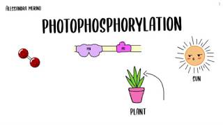 Photophosphorylation [upl. by Olecram]