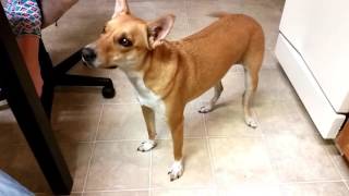 Basenji Yodel  What Sound Does An quotAfrican Barkless Dogquot Basenji Make [upl. by Atiuqaj]