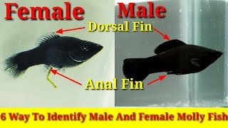 6 Way To Identify Male And Female Molly Fish [upl. by Stein756]