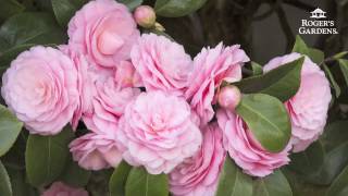 Gardening 101 Series  How to Plant amp Maintain a Camellia [upl. by Eirena]