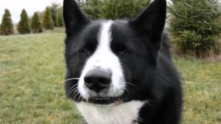 Different sounds of karelian bear dog 1  Dog talking [upl. by Nnyllatsyrc]