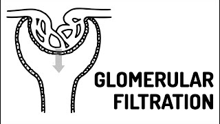 GLOMERULAR FILTRATION made easy [upl. by Ardelle]