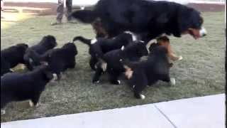 Bernese Mountain Dog Puppies [upl. by Nnairac]