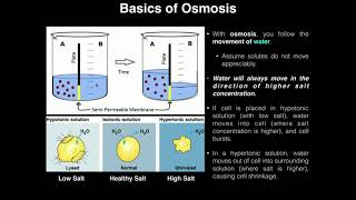 AampP I Lab  Exercise 3a Diffusion Osmosis amp Diffusion Rate [upl. by Nyret853]