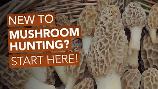 New To Mushroom Hunting Start Here [upl. by Inatsed]