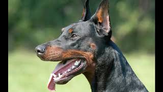 DOGS BARKING  DOBERMAN Barking Sound 2019 [upl. by Tatia]