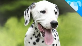 Dalmatian Facts [upl. by Nnaynaffit290]