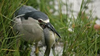 BlackCrowned Night Heron Aukuu Fishing for Dinner [upl. by Maffei]