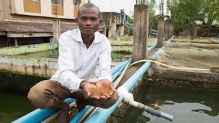 Nigeria’s Fish Farmers Take New Paths to Profitability [upl. by Wadell]