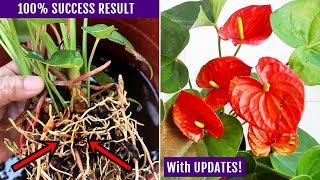 EASIEST Way To Propagate Anthurium Plant [upl. by Lohse]