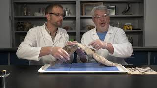 Best Dogfish Shark Dissection Part I  External Jr High High School and College [upl. by Weinstein]