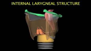 Larynx Animation [upl. by Ymereg826]