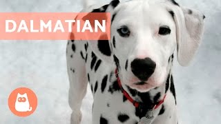 All About the DALMATIAN  Traits and Training [upl. by Aneeh]