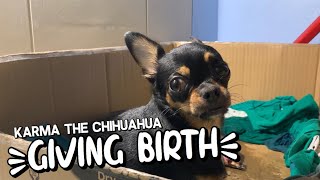 CHIHUAHUA GIVING BIRTH TO 5 PUPPIES VIA NORMAL DELIVERY [upl. by Nosdivad]