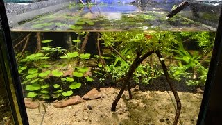 Otocinclus vittatus Breeding Project  Part 1 The Aquarium [upl. by Moria]