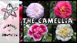 Growing Camellias  the most breathtaking varieties [upl. by Negyam379]